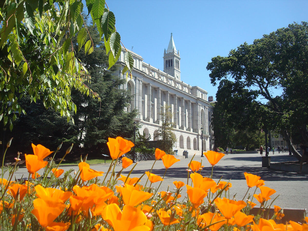 Decorative: Poppies in bloom outside Wheeler Hall