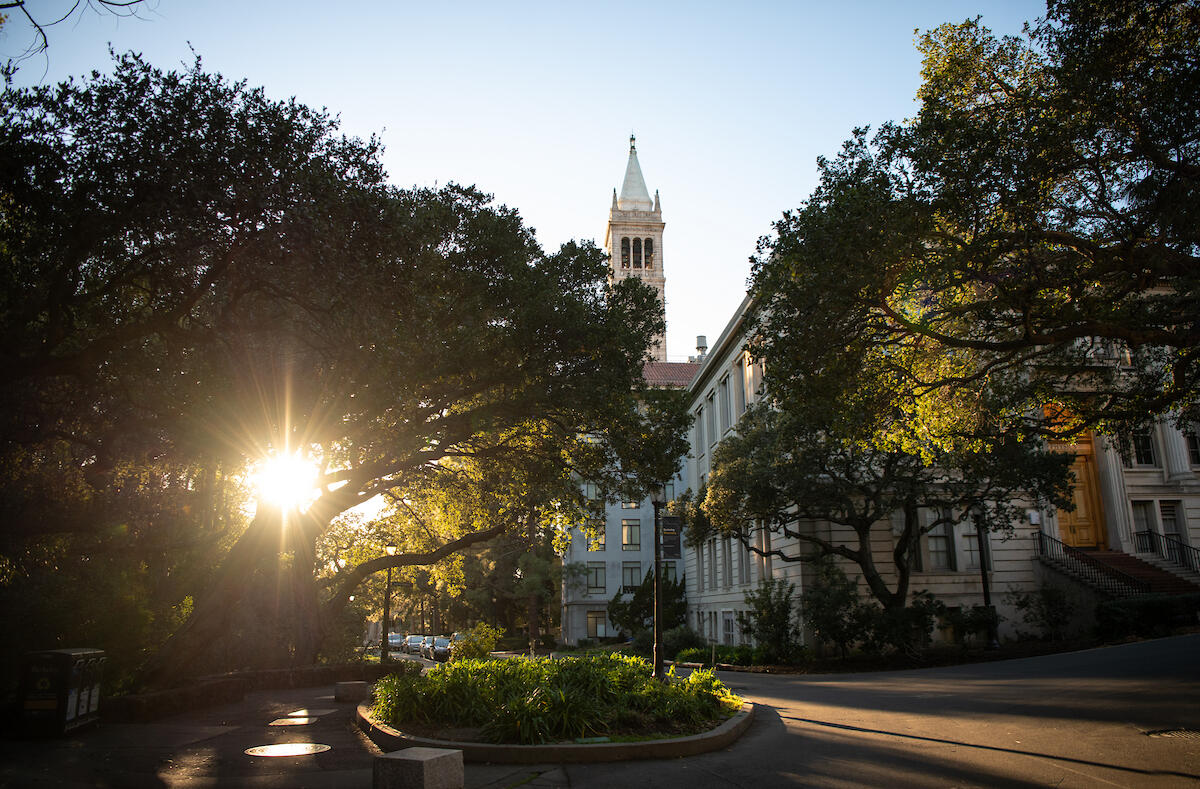 Light shining through a tree, campus buildings in the foreground, the campanile in the background